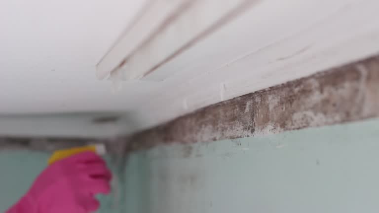 Best Attic Mold Removal  in Madison Center, CT